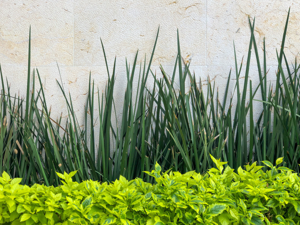 Amenities Garden Wall at TYCOONS OPAL